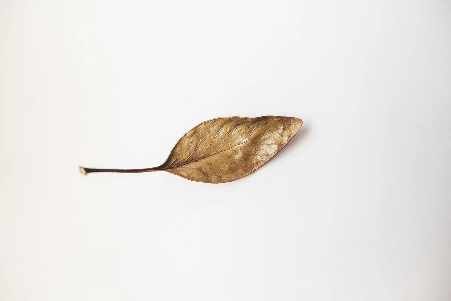 Feuille séchée sur fond clair