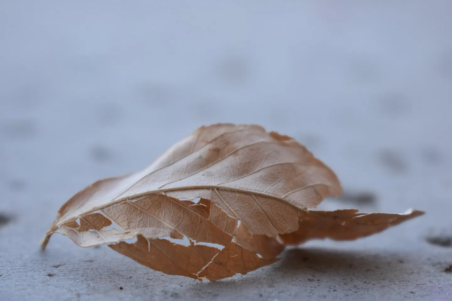 Feuille séchée sur fond clair