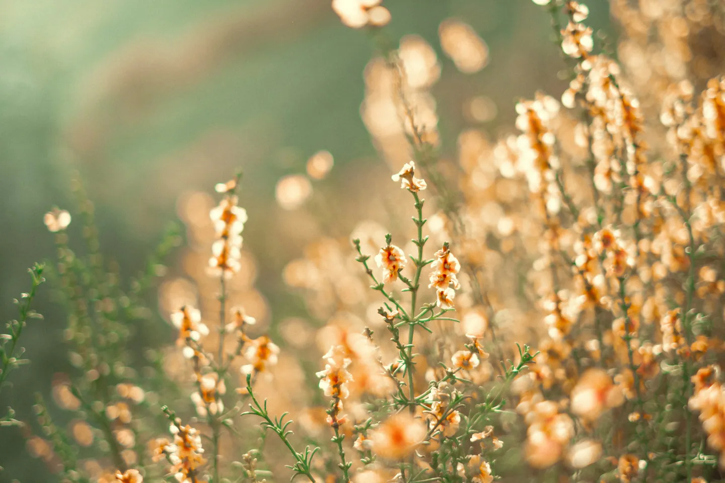 Fleurs sauvages en lumière naturelle