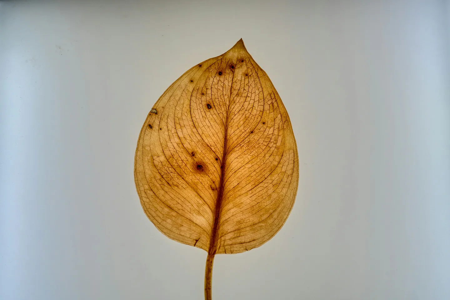 Feuille séchée sur fond clair