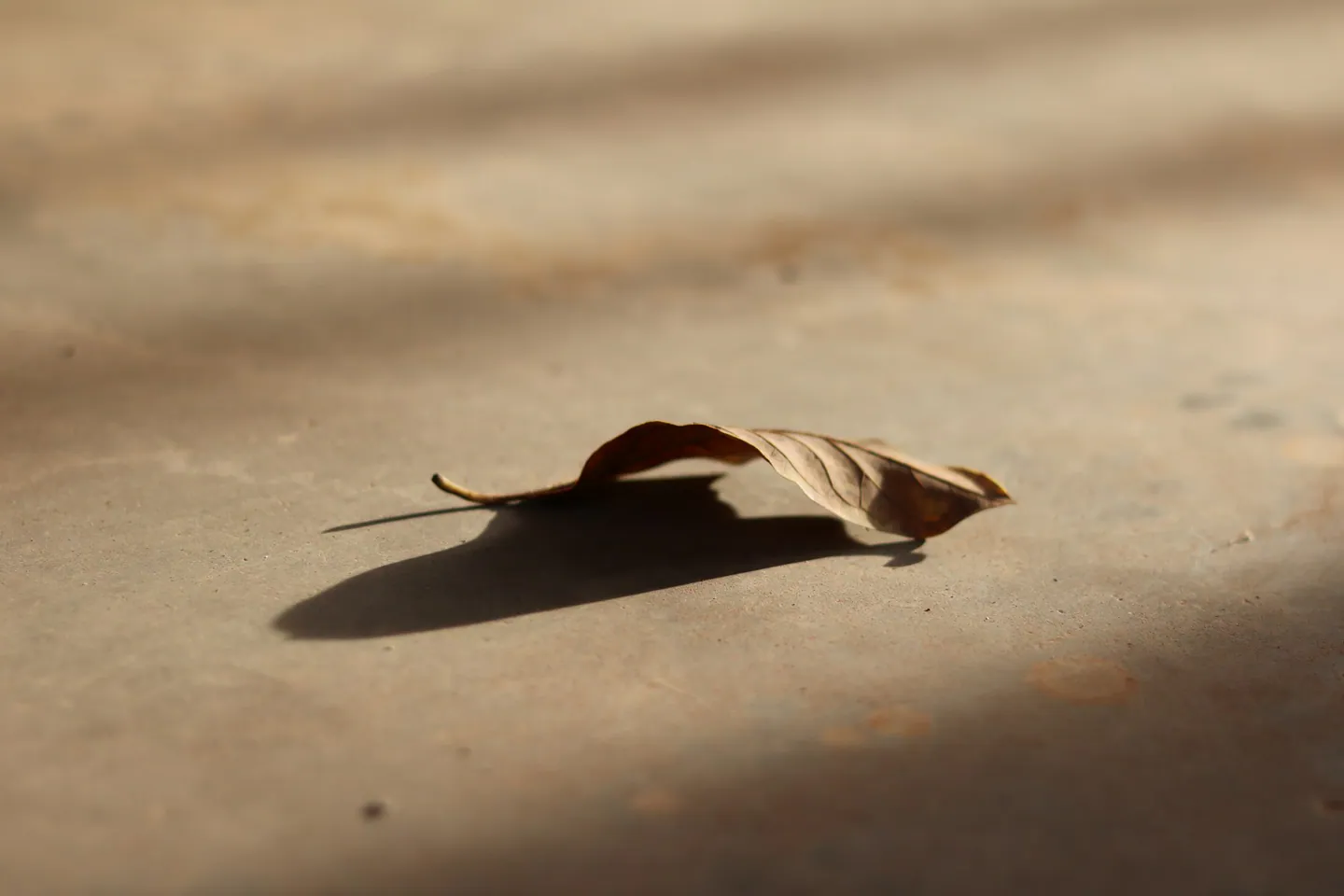 Feuille séchée sur fond clair